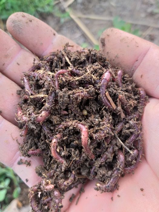 Калифорня чувалчанги сотилади