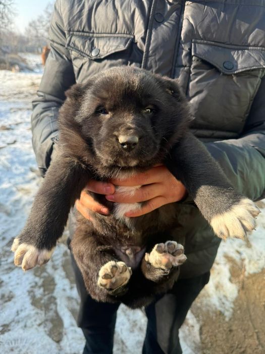 Итің аты Ақтабан