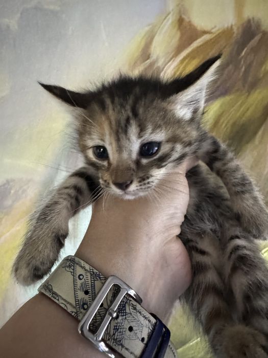 Отдам котят девочки