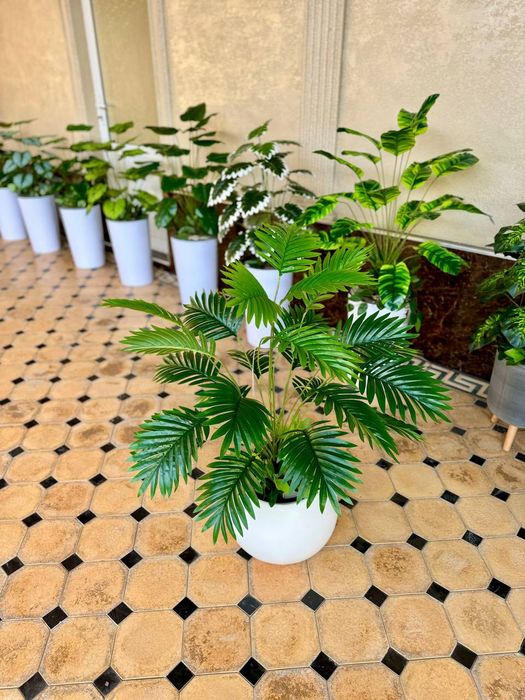 Суний гуллар палма