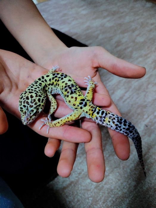 Vând 2 soparle Gecko Leopard (mascul și femelă)+terariu