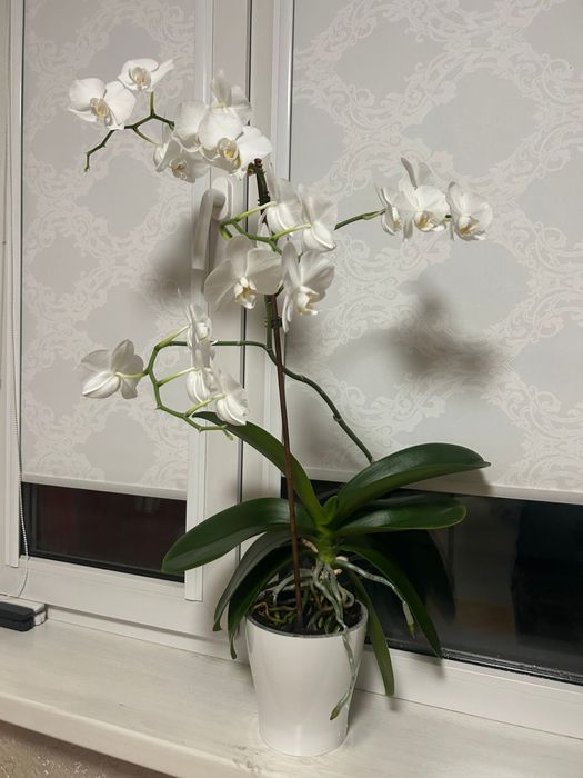 Орхидеи,Цветы Домашние
