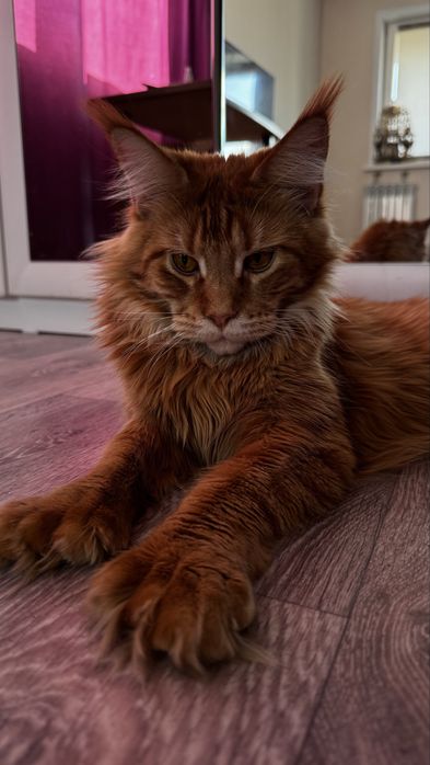 Продам за символическую плату кошечку, породы мейкун полидакт,