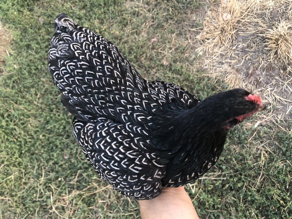 Барневельдер серебристый тухумлари