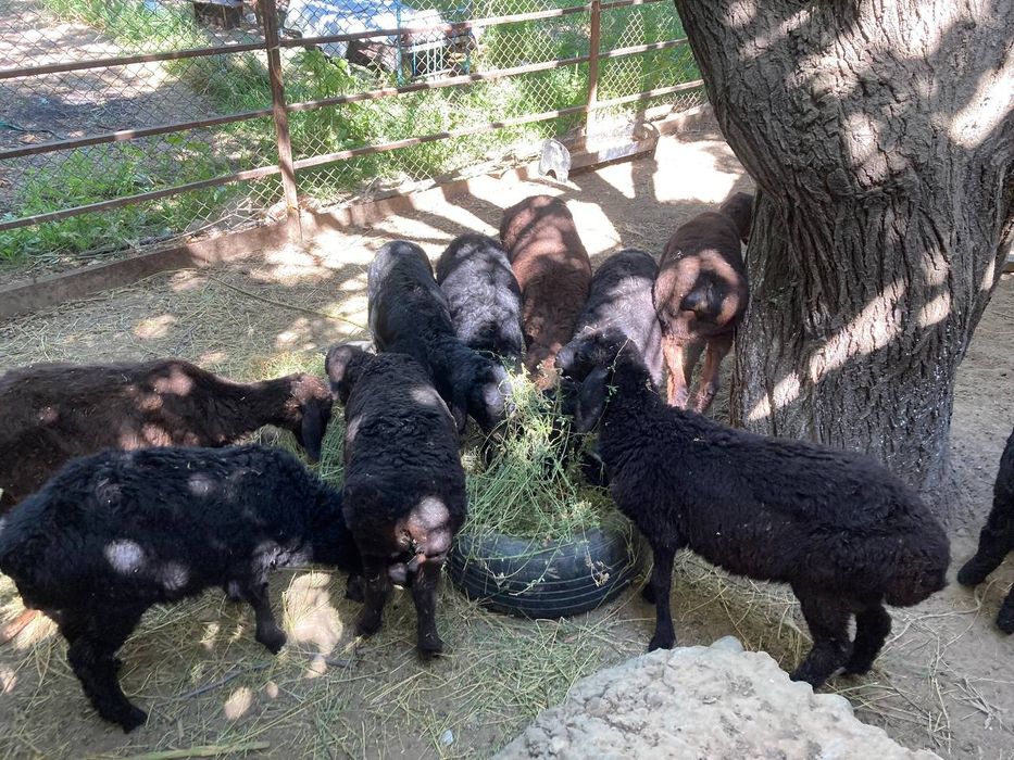 Qozila sotiladi sog'lom