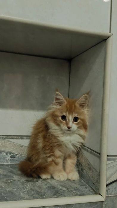Котята Мейкунята