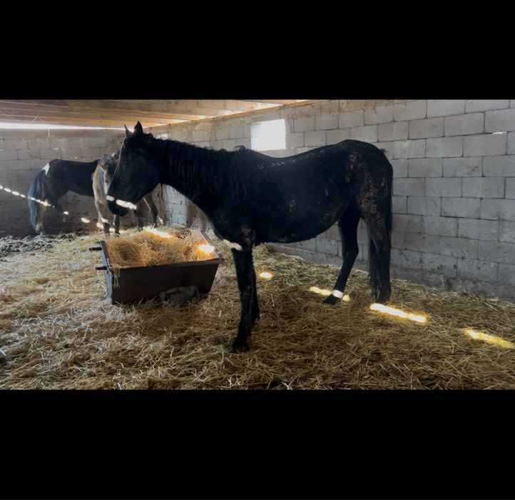 Ыры биелер кобылы рослые