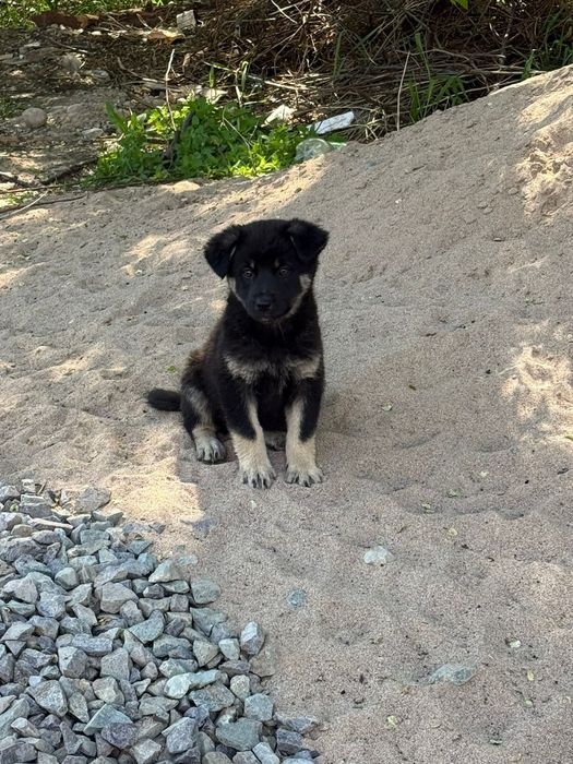 Отдам щенков добрым людям!