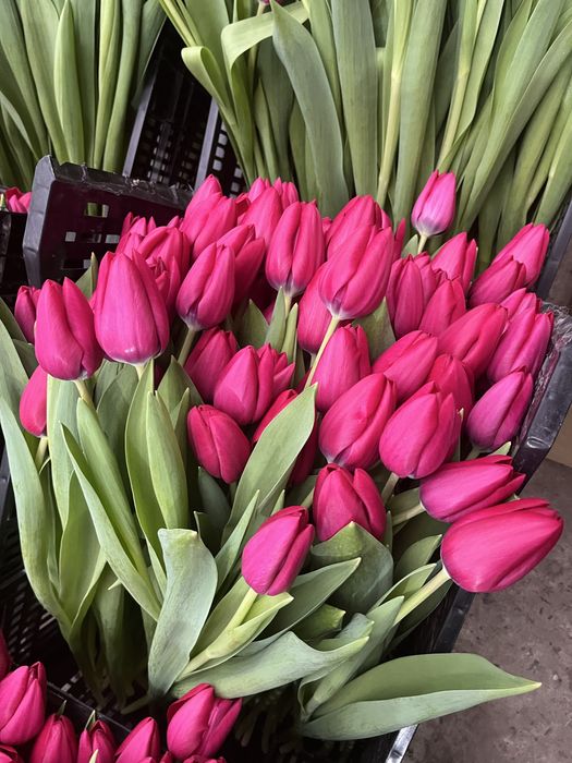 Беларусь тюльпаны оптом