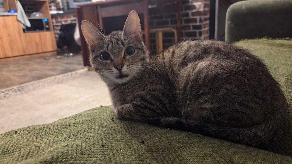 котенок 4 месяца бесплатно