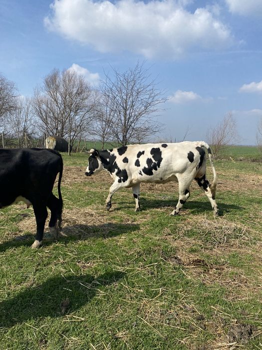Vand 30 de vaci-junici si vaci de lapte,Holstein&Baltata Romaneasca
