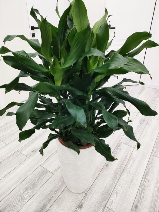 Комнатные растения, доставка..