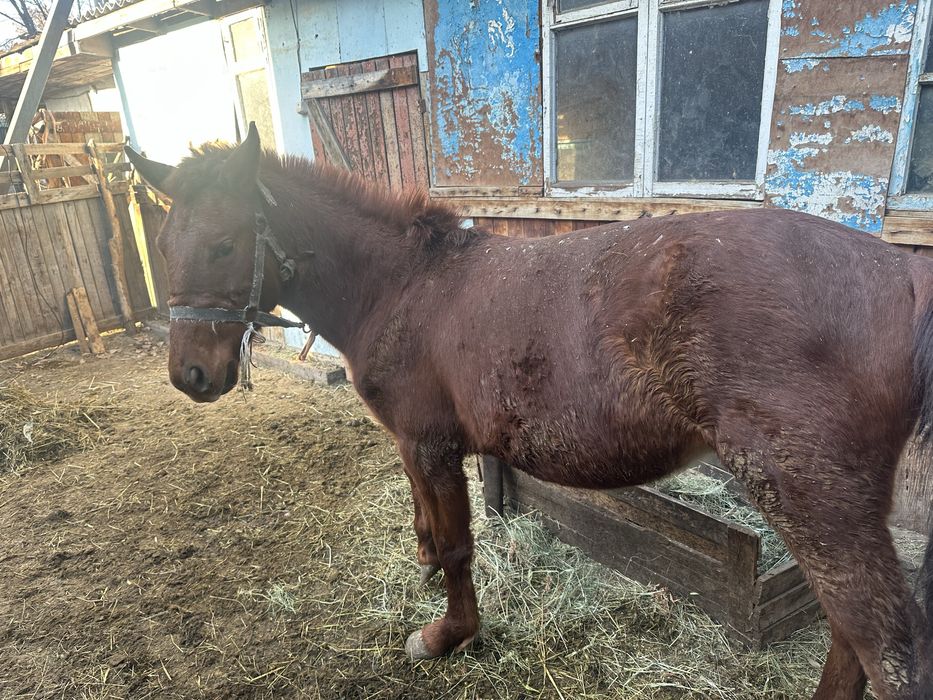 Семіз полтарашка.