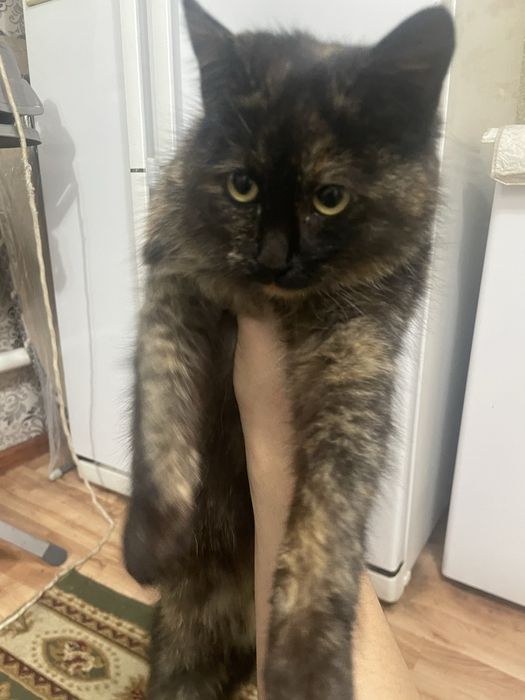 Отдам кошку 7-8 месяцев