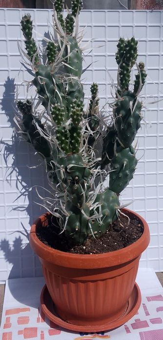 Продавам  кактус