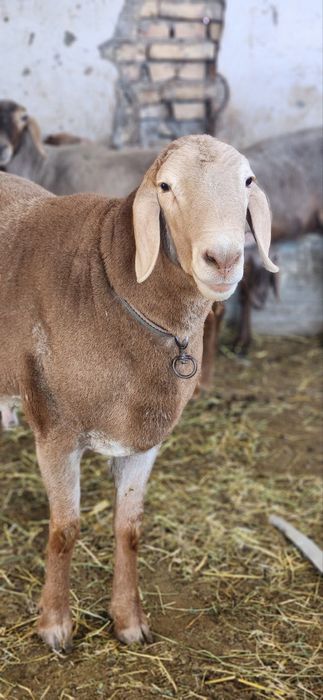 Qoylar sotiladi qurbonlikka