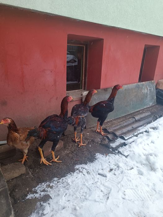 Vând cocos combatant Malaiezian