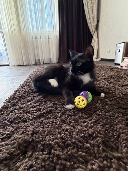 Дарю кошечку.