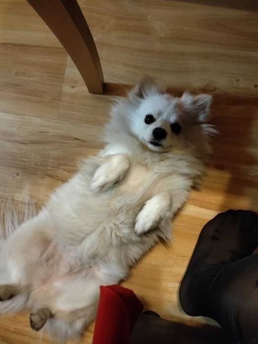 Женски померан на 1 година