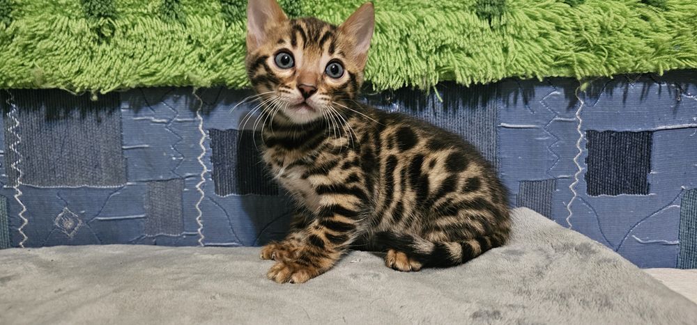 Продам Бенгальских котят (бенгалы)
