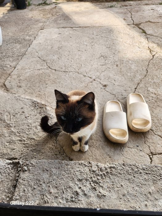 Сиамский кошка домашняя