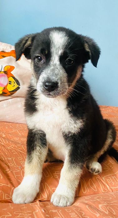 Ухоженные щенки в дом на охрану