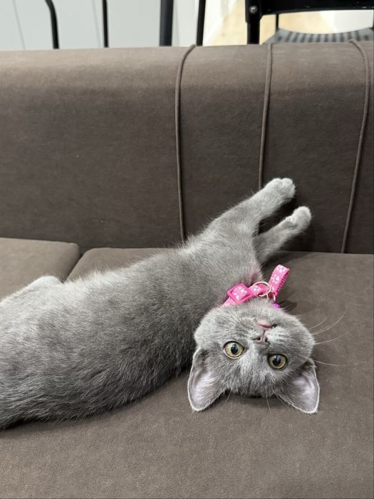 Кошка в добрые руки