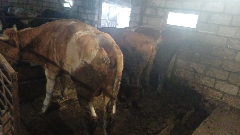Продам бычков 6 голов