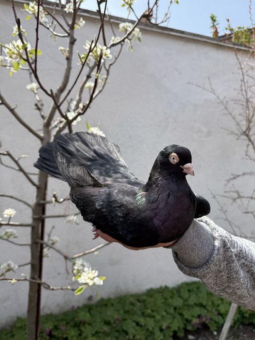 Продават се гълъби, бургаски палове