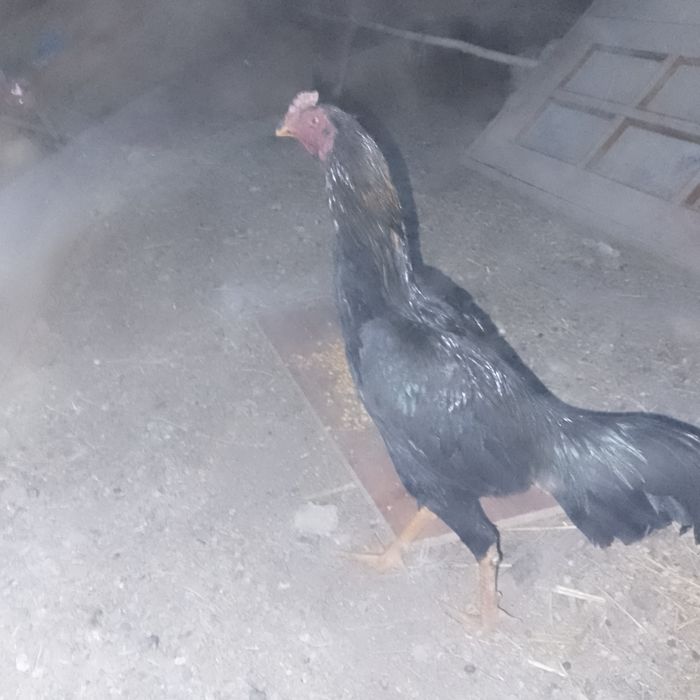 Dakan xoʻroz sotiladi