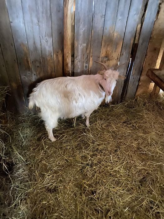 Vand doua capre romanesti si un tap murcian pret negociabil la telefon