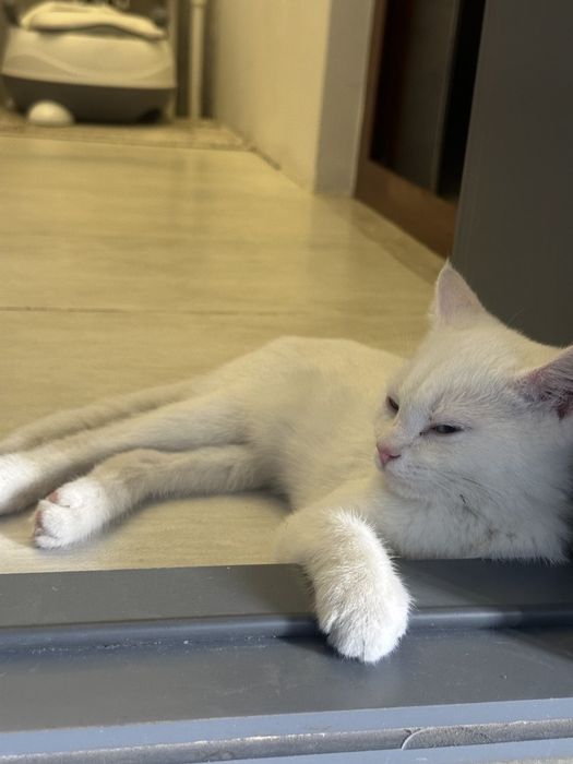 Отдам бесплатно котёнка турецкой ангоры (мальчик) + лоток и миски.