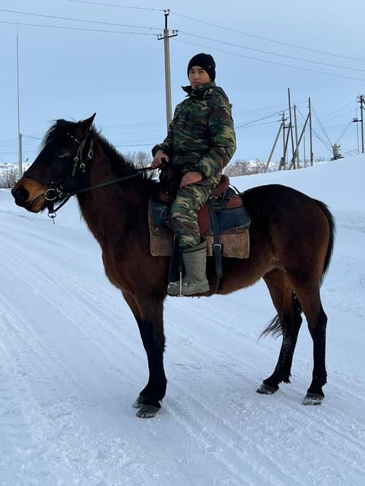 Кобыла жеребая 6лет