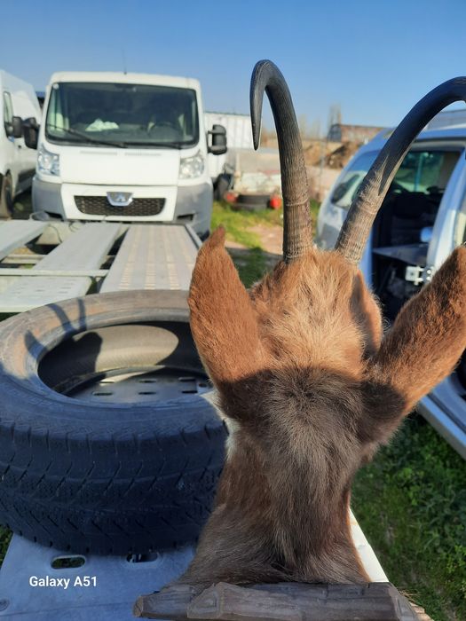 Голям трофей от коза