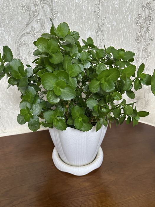 Продам каланхоэ красный