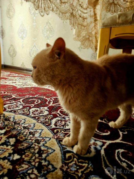 British shorthair