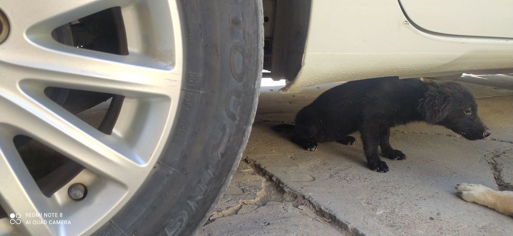 Отдам щенят в хорошие руки с отслеживанием их судьбы