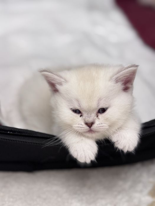 В продаже очаровательные котята