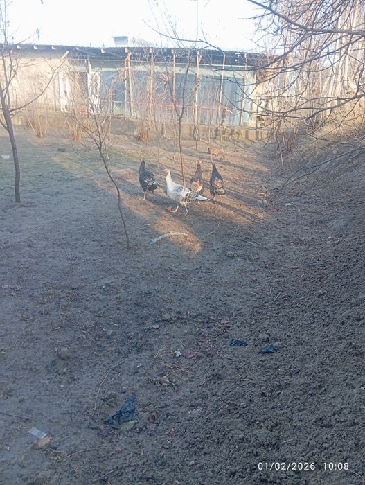 Kurkalar sotiladi  4ta mokiyon tuxumda