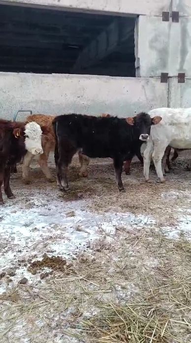 Бычки, тёлки, таналар