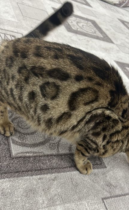 Кошка бенгальского типа, девочка (есть рана)