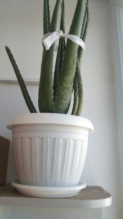 Алоэ вера Комнатный цветок