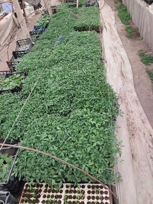 ПРОДАВАМ РАЗСАДИ ДОМАТИ,ПИПЕР,ПАТЛАДЖАНИ,ТИКВИЧКИ И Т.Н