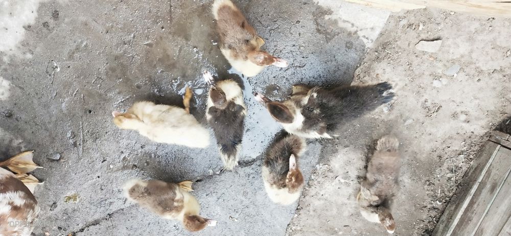 Срочно. Продам Индаутка