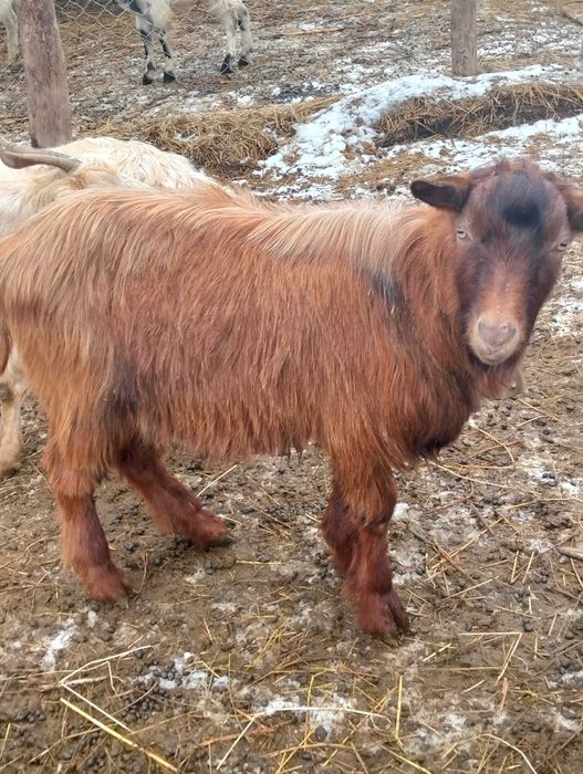 1berbec și 5tapi  de vanzare