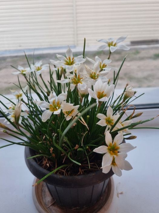 Подснежник  комнатный