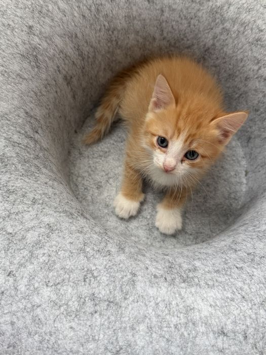 Отдам в добрые руки котят!