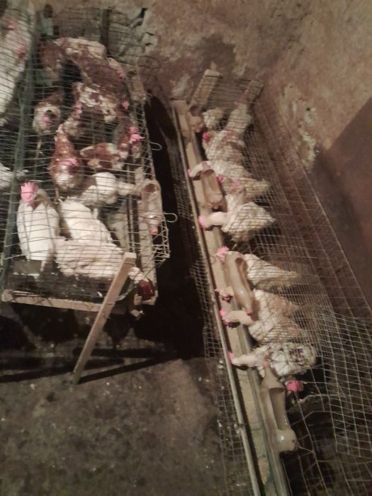 Sendi tovuqlari sotiladi