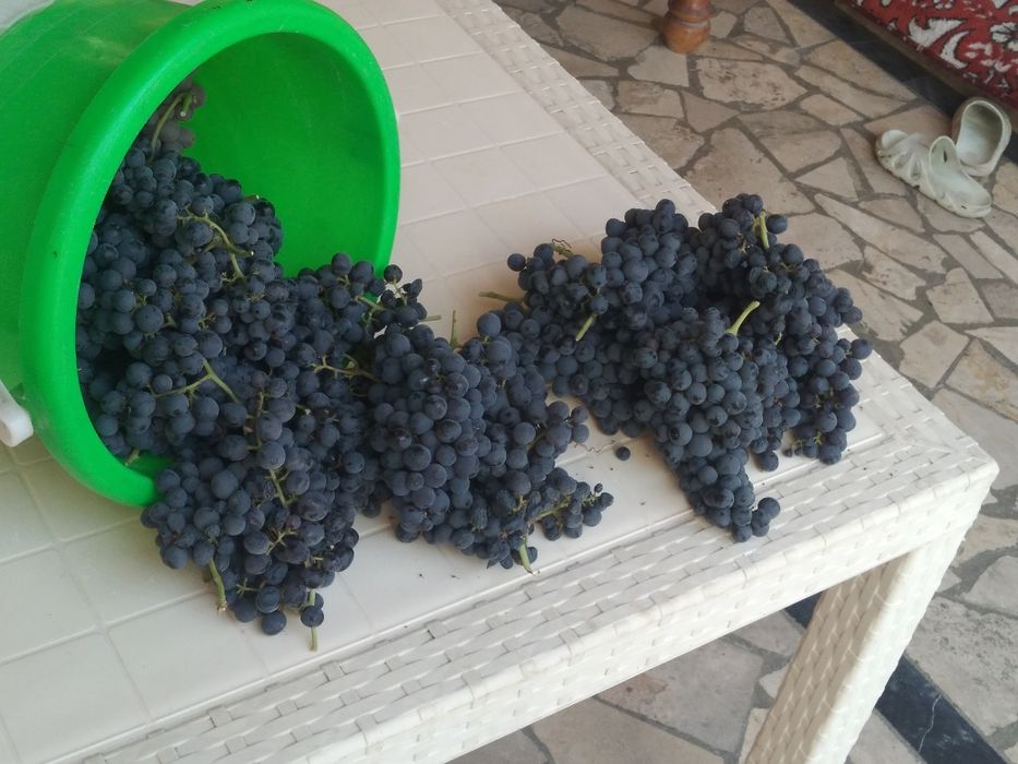 Uzum  donasiz qara uzum