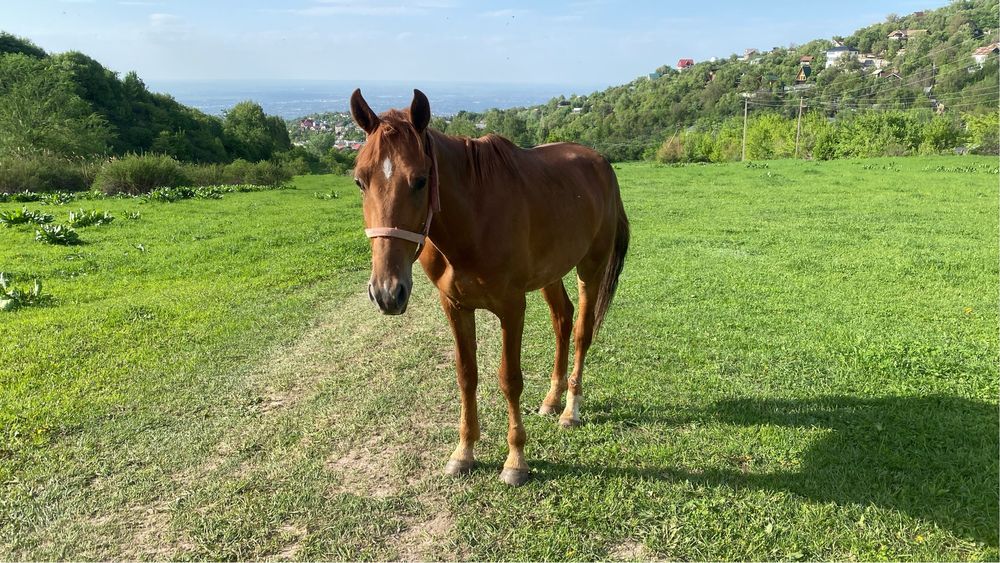 Жеребец лошадь кабыла